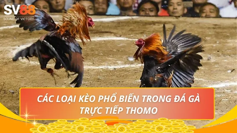 Các loại kèo phổ biến trong đá gà trực tiếp Thomo