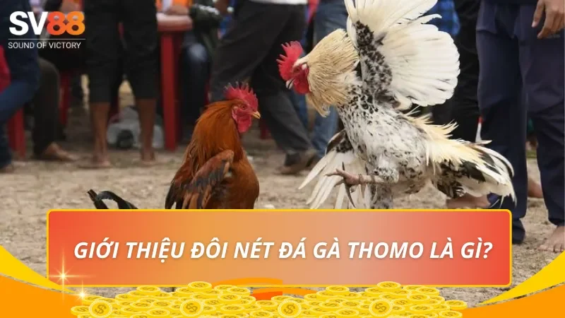 Giới thiệu đôi nét Đá gà Thomo là gì?