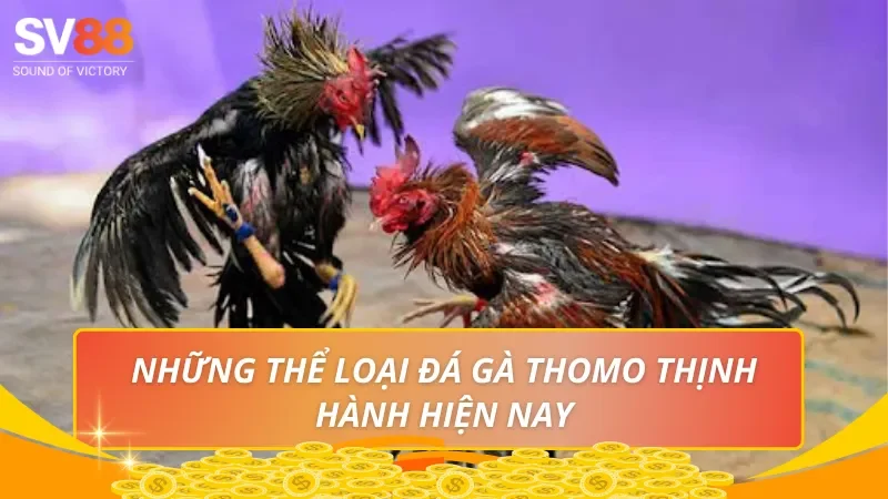 Những thể loại đá gà Thomo thịnh hành hiện nay