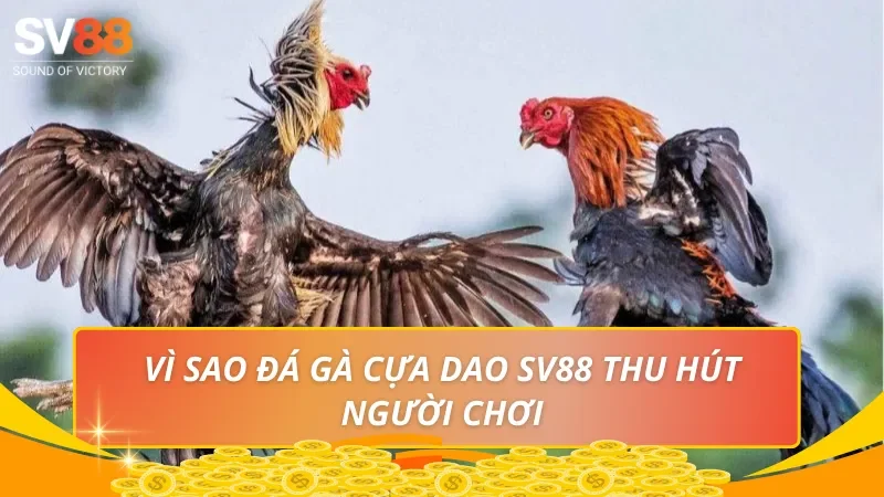 Vì sao đá gà cựa dao SV88 thu hút người chơi